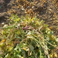 اجاره زمین کشاورزی