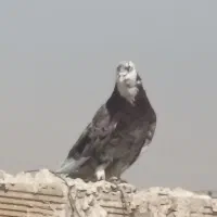 کبوتر|پرنده|اهواز, لشکرآباد|دیوار