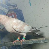 یک عدد نر برنجی|پرنده|آبادان, |دیوار