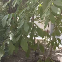 152متر-کلنگی-میرزاطاهر-شرقی-نزدیک-خیابان