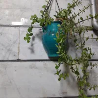 گل و گلدان