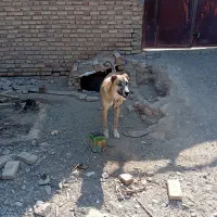 سگ نگهبان|سگ|سیرجان, |دیوار