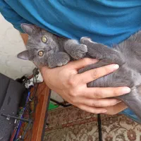 بریتیش شورت هیر