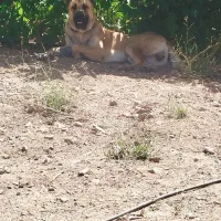 سرابی 14ماهه|سگ|چورزق, |دیوار