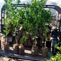 نهالستان مروانی