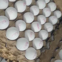 پخش تخم مرغ|خوردنی و آشامیدنی|باغستان, |دیوار