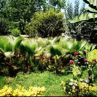 پالم واشنگتن|گل و گیاه طبیعی|رشت, یخسازی|دیوار