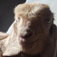 بز سیه گل پیدا شده