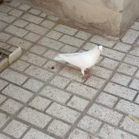 یک جفت کبوتر نر و ماده|پرنده|مشهد, گلبرگ شمالی|دیوار
