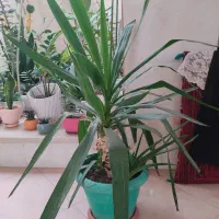 گل های زیبا آپارتمانی