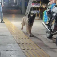 میکس ژرمن و هاسکی