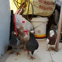 کفتر|پرنده|پاکدشت, پاکدشت (مامازند)|دیوار