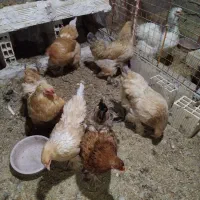 مرغ برهما‌جوان‌|حیوانات مزرعه|قم, ولیعصر|دیوار