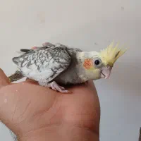 دوتا جوجه عروس سرلاکی نر سوپر تاج