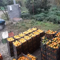 خاور میخوام برای بار پرتغال ببره نهاوند|خدمات حمل و نقل|رانکوه, |دیوار