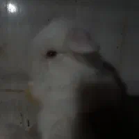 بچه خرگوشهای لوپ بازیگوش