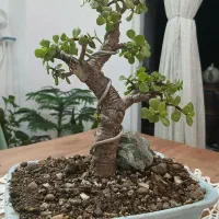 بنسای کراسولا خرفه ای (جید)