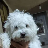 واگذاری|سگ|کردیان, |دیوار