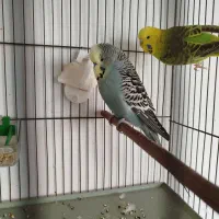 مرغ عشق انگلیسی