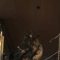 سگ گمشده|حیوانات|مهریز, |دیوار