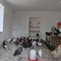 مرغ گلین|حیوانات مزرعه|مشهد, کارده|دیوار