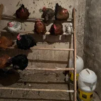 تخم مرغ محلی ،تولید روز|خوردنی و آشامیدنی|تهران, ایران|دیوار