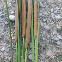 گیاه لویی