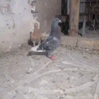 کفتر