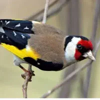 سهره ماده اماده