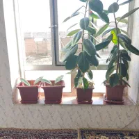 گل فیکوس طبیعی|گل و گیاه طبیعی|انزل, |دیوار