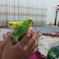 مرغ عشق سالم دستی نروماده|پرنده|محمدشهر, محمدشهر|دیوار