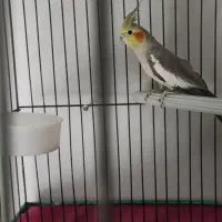 عروس هلندی‌ ماده