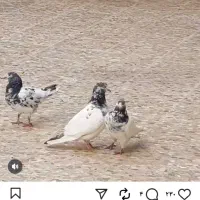 کبوتر گمشده