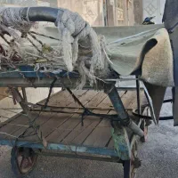 چرخ میوه فروشی