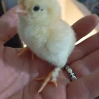 مرغ و جوجه همه مدل