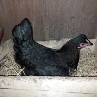 مرغ و خروس محلی