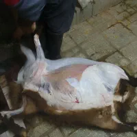 سلاخی انواع حلال گوشت
