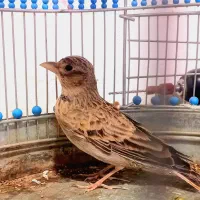 سهره خاکی|پرنده|کرمان, |دیوار