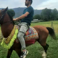 اسب محلی 8 سال|اسب و تجهیزات اسب‌سواری|ماسال, |دیوار