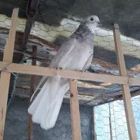 کبوتر رنگی وتیرونی|پرنده|مبارکه, |دیوار