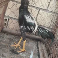 جوجه خروس|حیوانات مزرعه|بندرعباس, |دیوار