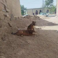 یه جفت سگ ۳ ماهو نیمه سراب خالص