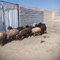 تعدادی میش بردار مقداری بز و تقلی همو بره ماده