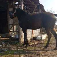 اسب مشکی سال 5|اسب و تجهیزات اسبسواری|کوچصفهان, |دیوار