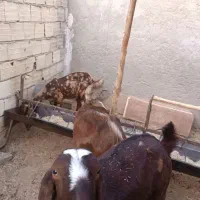 با سلام هفت عدد بز پاکستانی شیرا  به فروش می‌رسد|حیوانات مزرعه|سیرجان, |دیوار