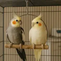 عروس هلندی نرو و ماده ۲۵۰۰ نر سخن گو و رام و دستی