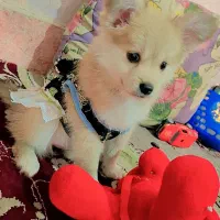 سگ پامر روباهی|سگ|رباط‌کریم, رباط‌کریم|دیوار