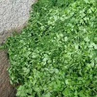 سبزی وبرنج چمپا موجوده|خوردنی و آشامیدنی|رامهرمز, |دیوار