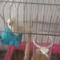 عروس هلندی|پرنده|گلستان (تهران), |دیوار