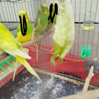 مرغ عشق